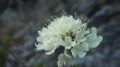 Cephalaria leucantha